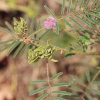 Mimosa diplotricha C.Wright